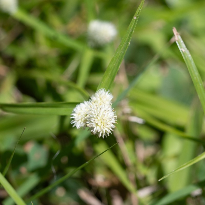 Cyperus sesquiflorus photo 2
