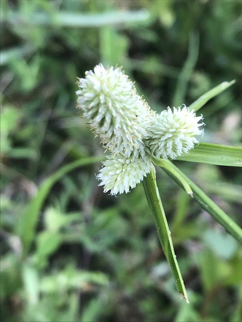 Cyperus sesquiflorus photo 3