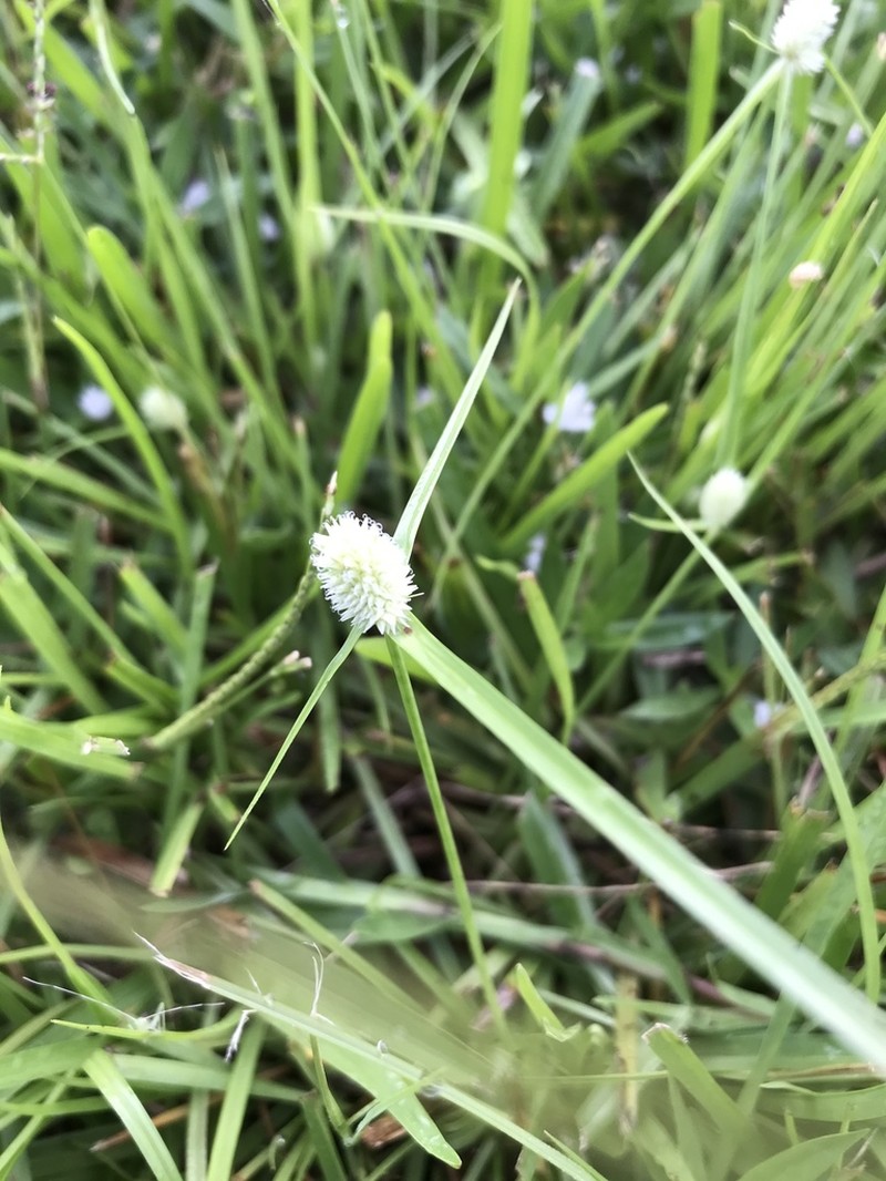 Cyperus sesquiflorus photo 4