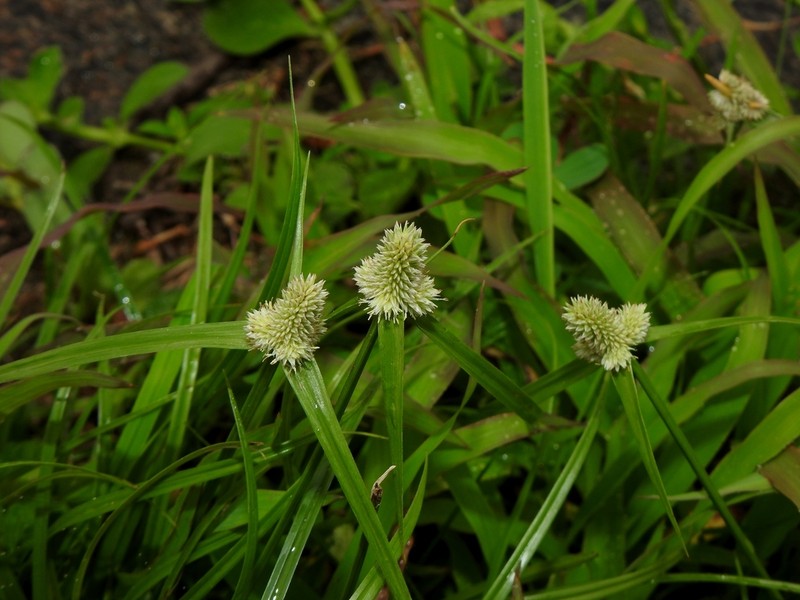 Cyperus sesquiflorus photo 5