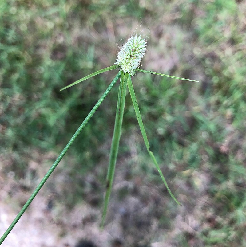 Cyperus sesquiflorus photo 6