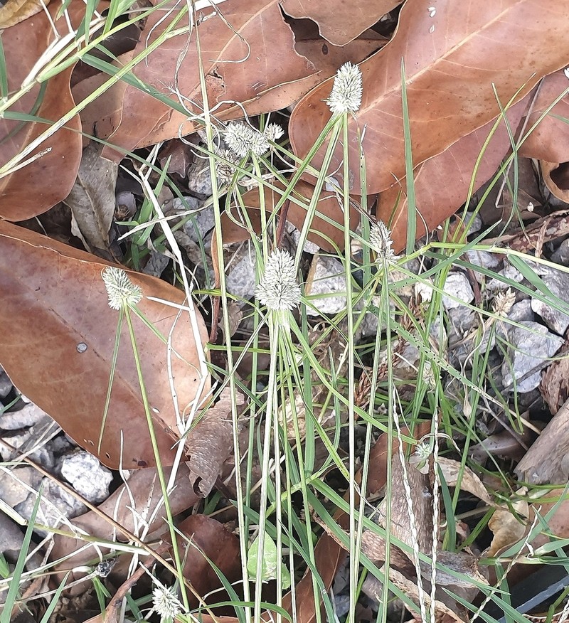 Cyperus sesquiflorus photo 7