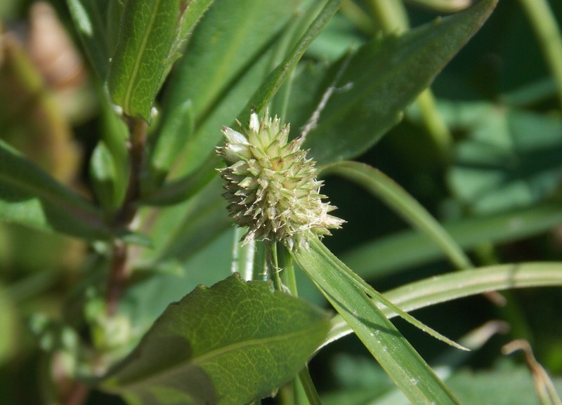 Cyperus sesquiflorus photo 8