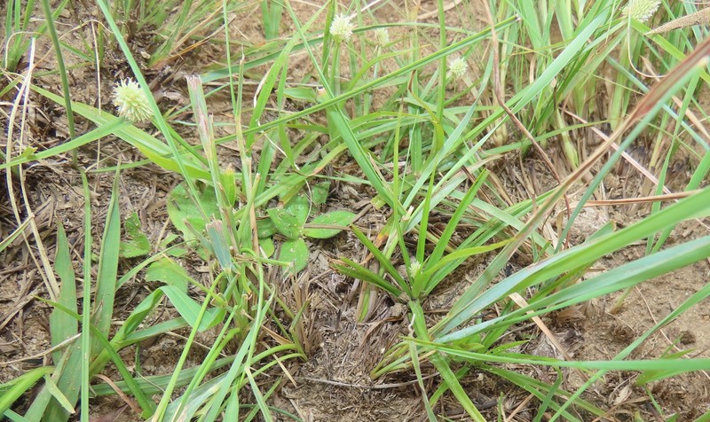 Fragrant Spikesedge