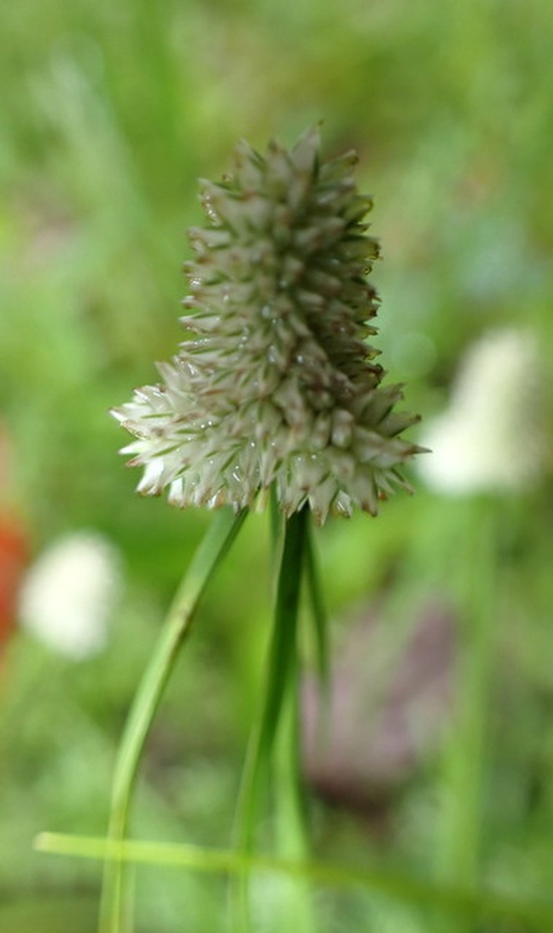 Fragrant Spikesedge photo 2