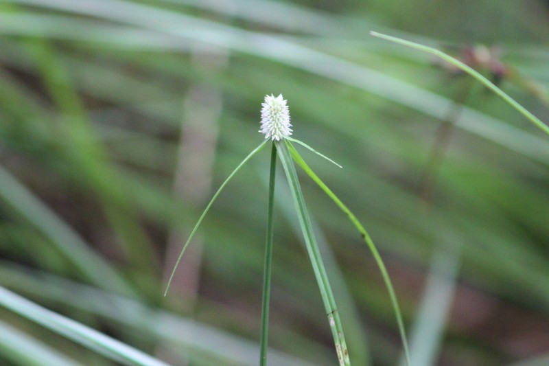 Fragrant Spikesedge photo 4