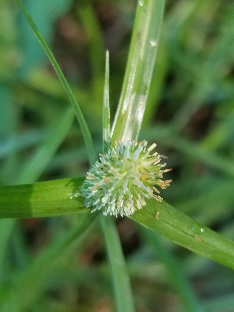 Low Spikesedge photo 3