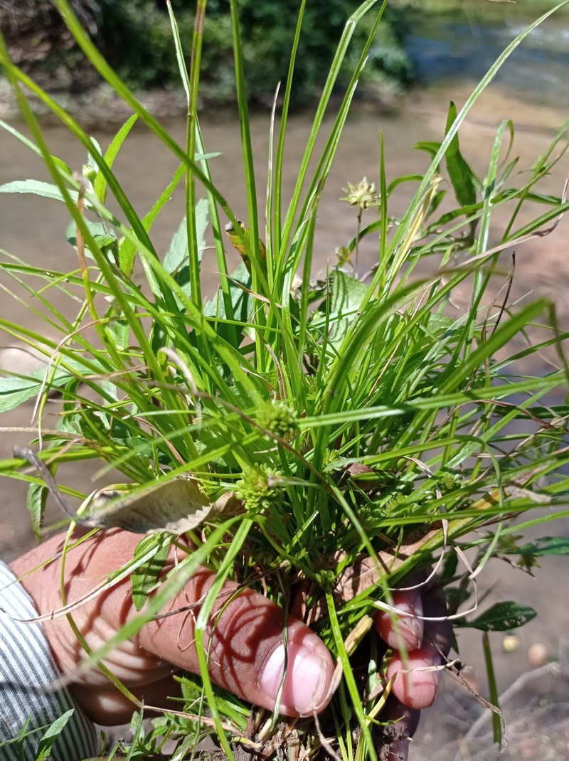 Low Spikesedge photo 5