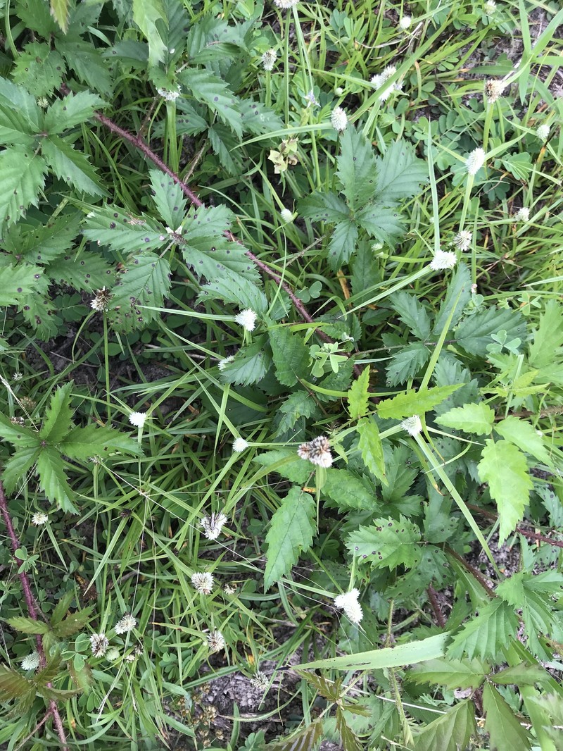 Low Spikesedge photo 6