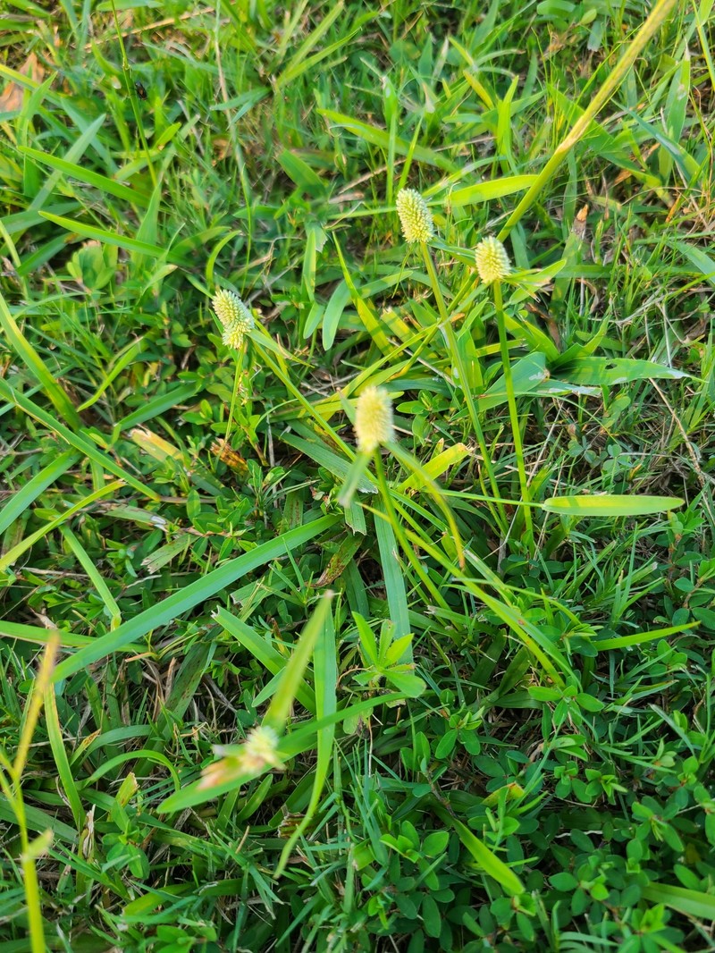 Low Spikesedge photo 7