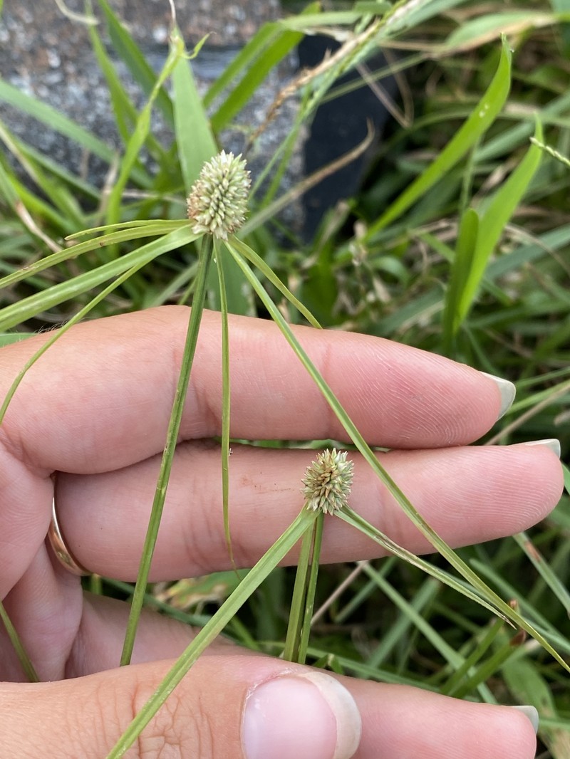 Low Spikesedge photo 8