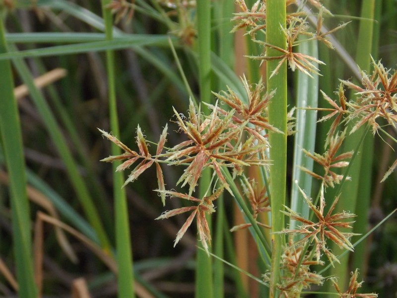 Lean Flatsedge
