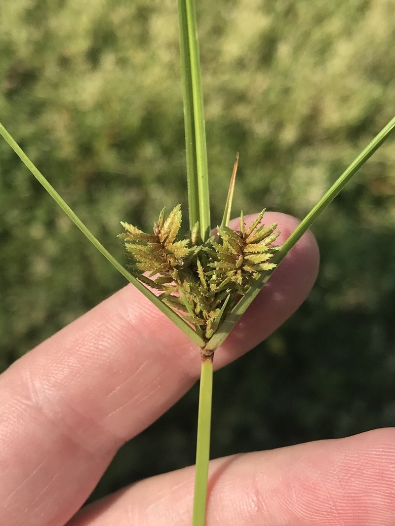 Lean Flatsedge photo 2