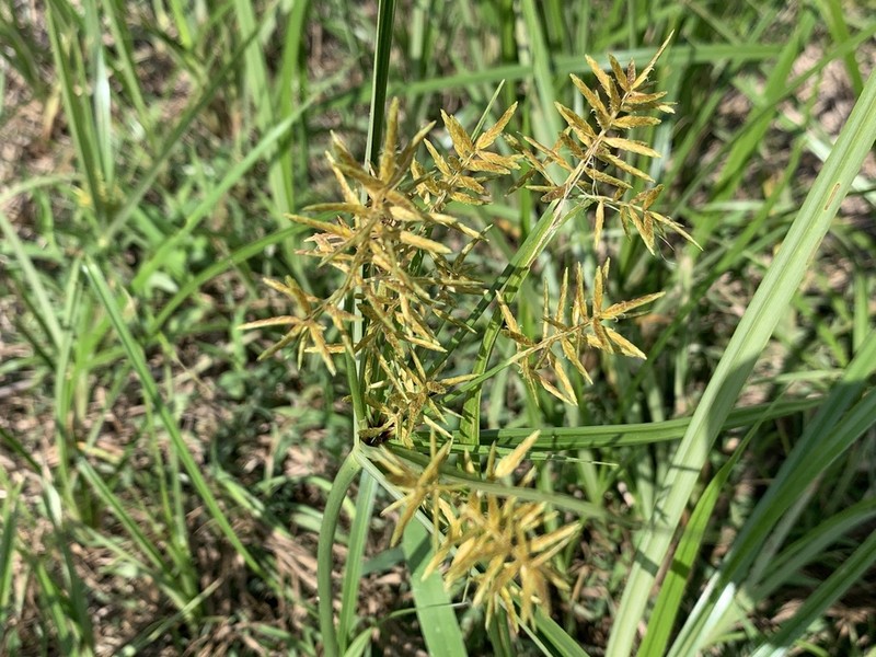 Lean Flatsedge photo 3