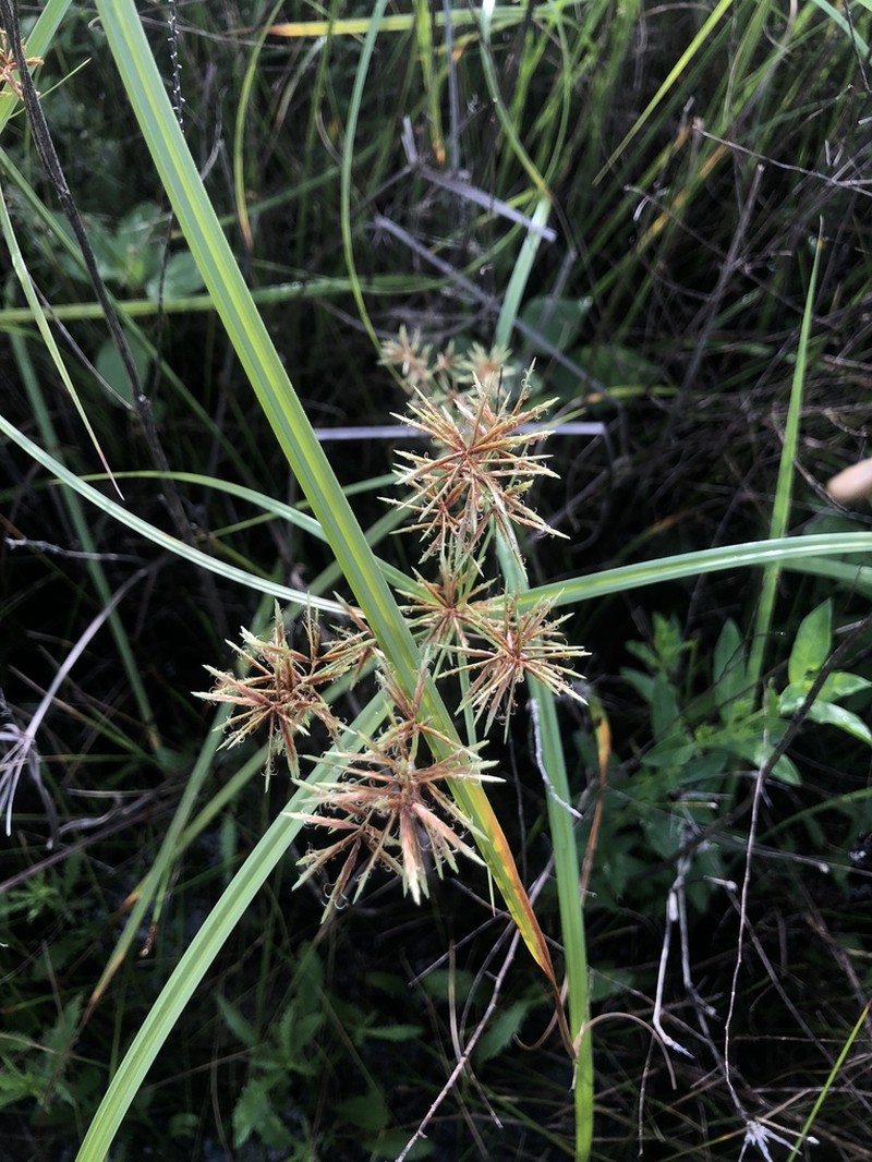 Lean Flatsedge photo 4