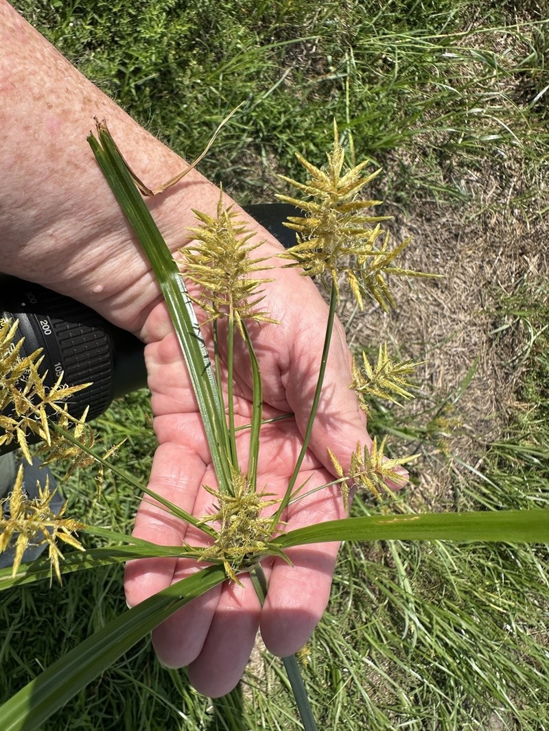 Lean Flatsedge photo 5