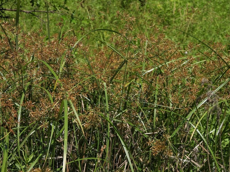 Lean Flatsedge photo 6