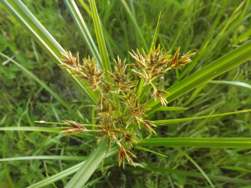 Lean Flatsedge photo 7