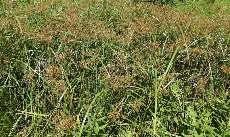 Lean Flatsedge photo 8