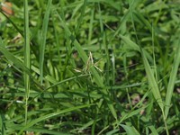 Roadside Flatsedge