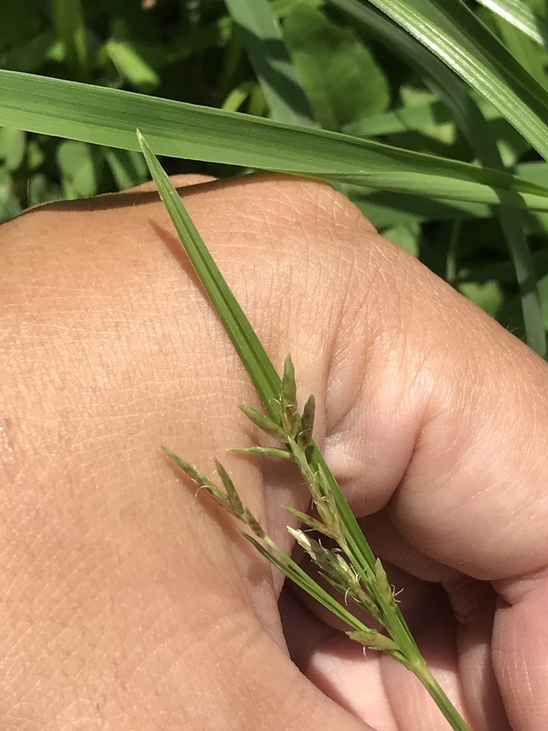 Roadside Flatsedge photo 2