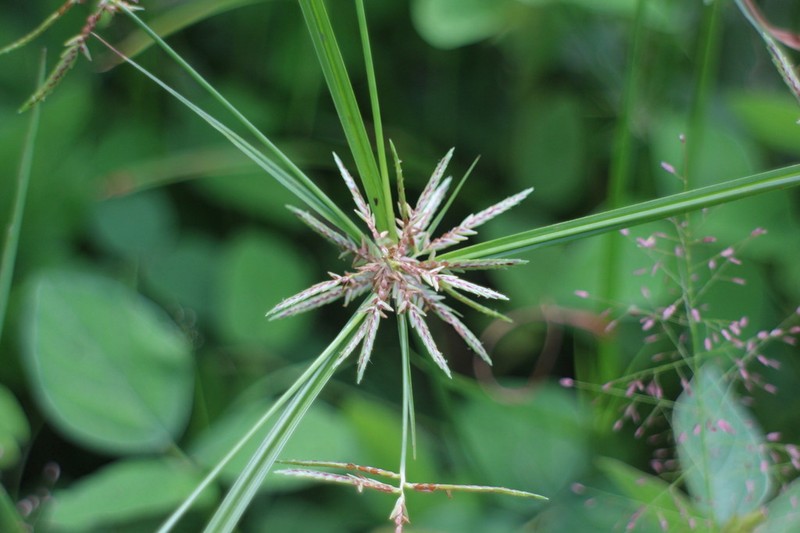 Roadside Flatsedge photo 3