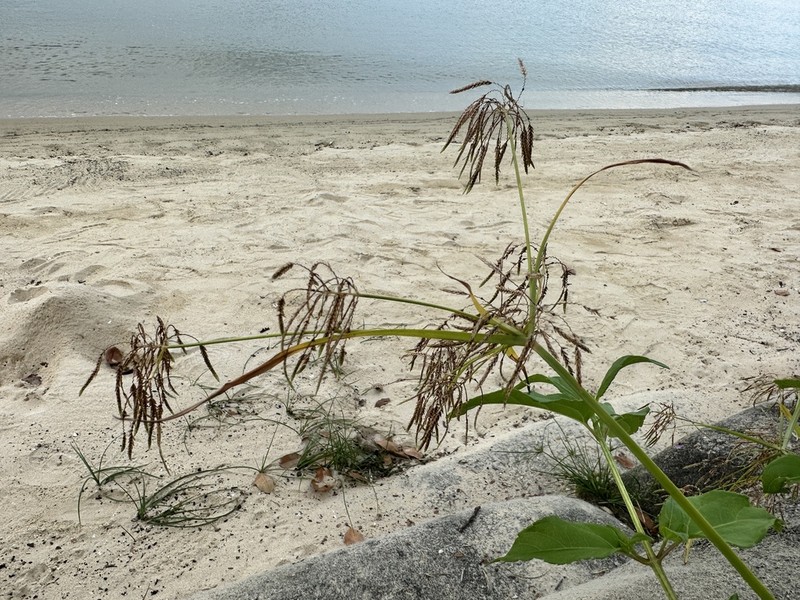 Roadside Flatsedge photo 4