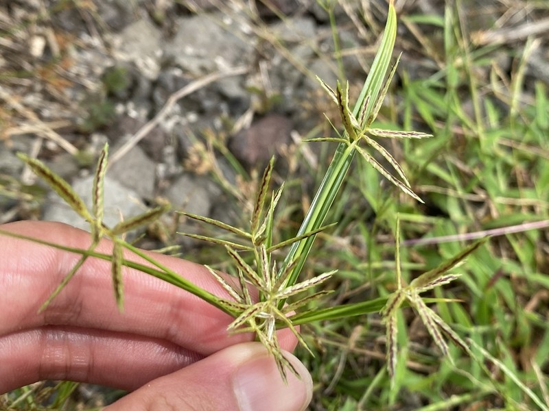 Roadside Flatsedge photo 5
