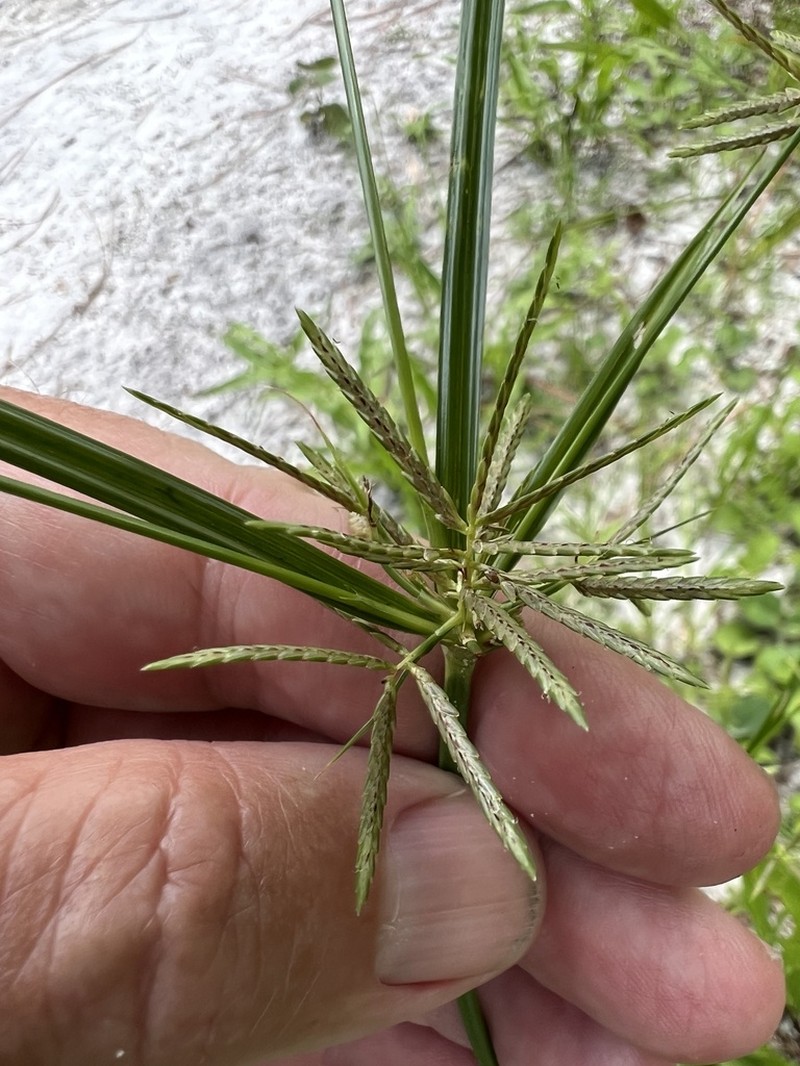 Roadside Flatsedge photo 6