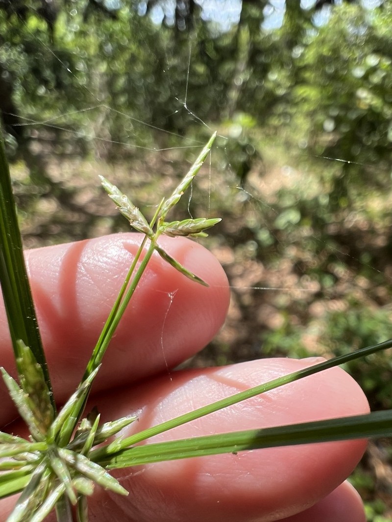 Roadside Flatsedge photo 7