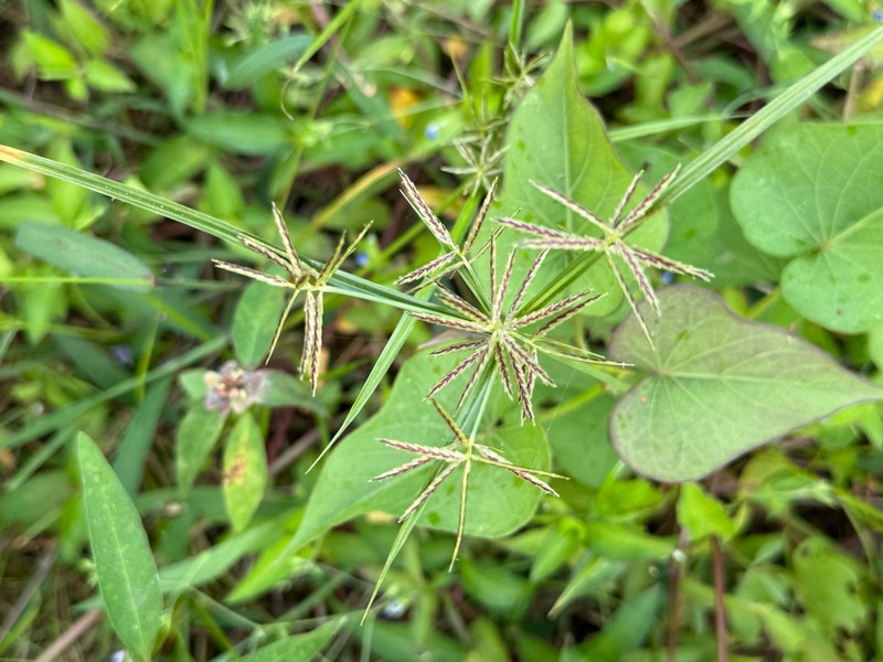 Roadside Flatsedge photo 8