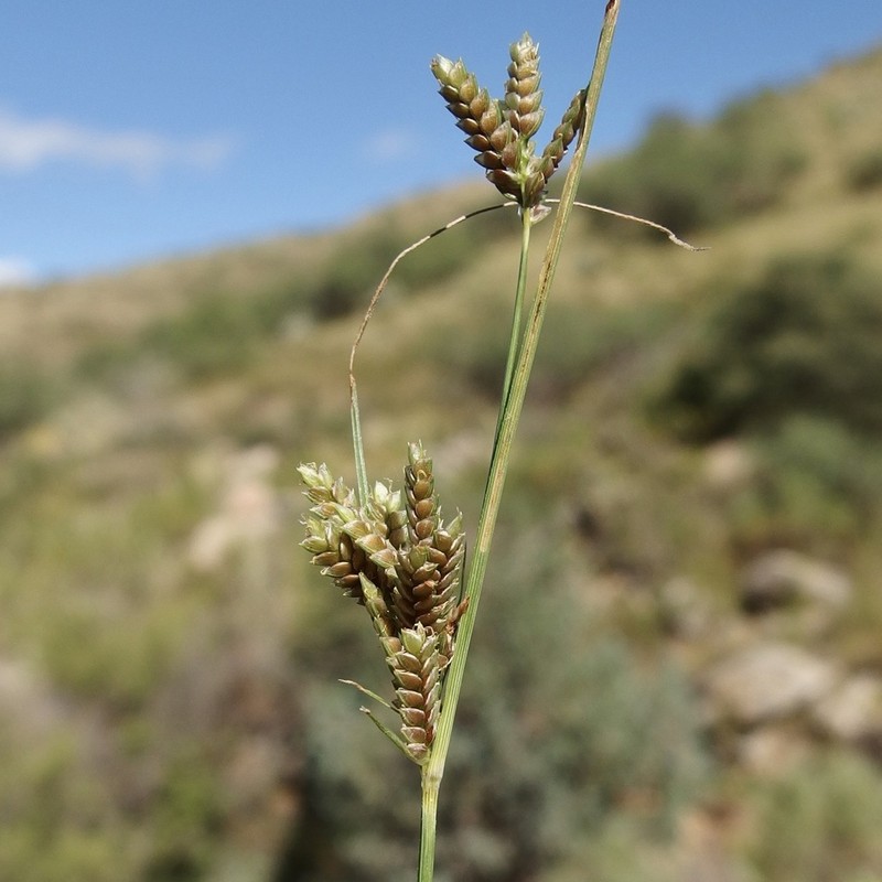 Rusby's Flatsedge
