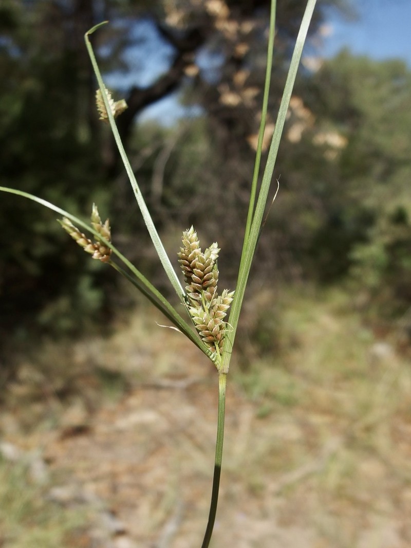 Rusby's Flatsedge photo 2