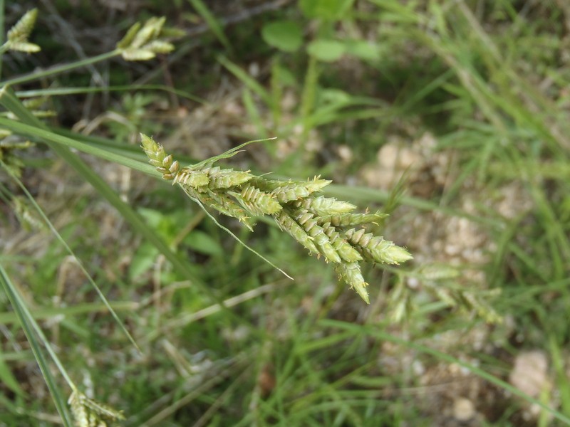 Rusby's Flatsedge photo 3