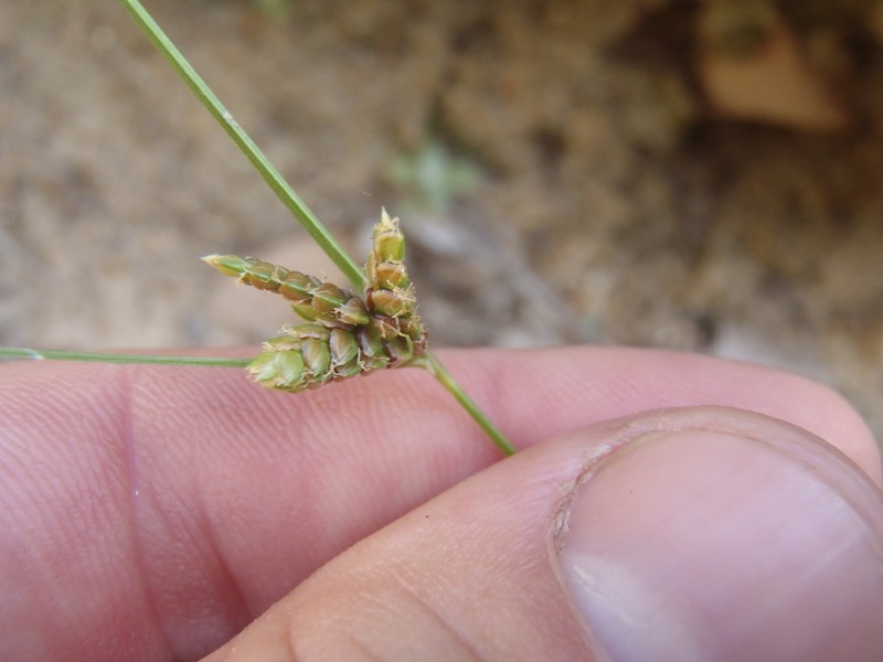 Rusby's Flatsedge photo 4