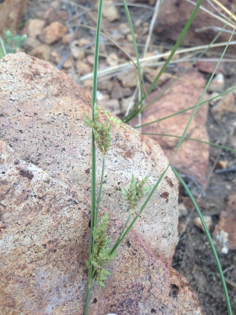 Rusby's Flatsedge photo 5