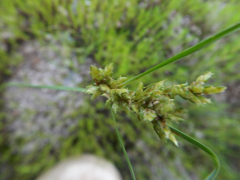Rusby's Flatsedge photo 6