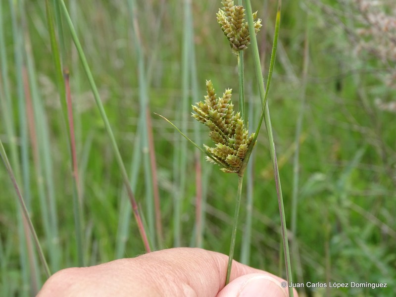 Rusby's Flatsedge photo 8