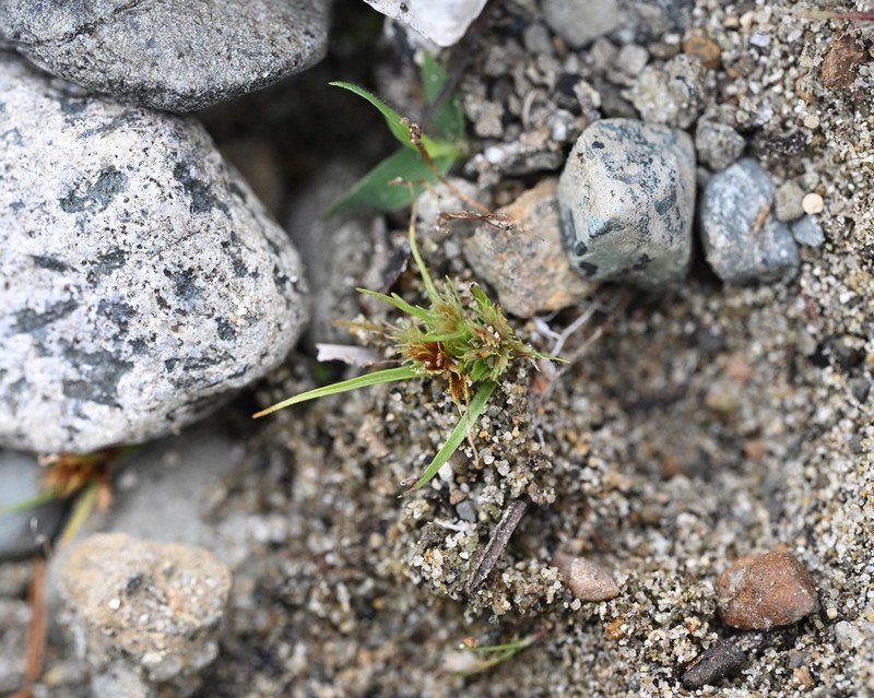 Bearded Flatsedge