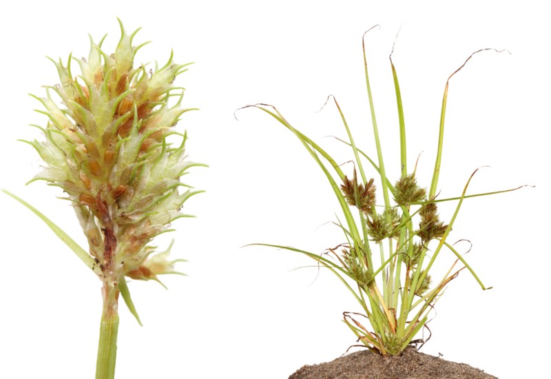 Bearded Flatsedge photo 2