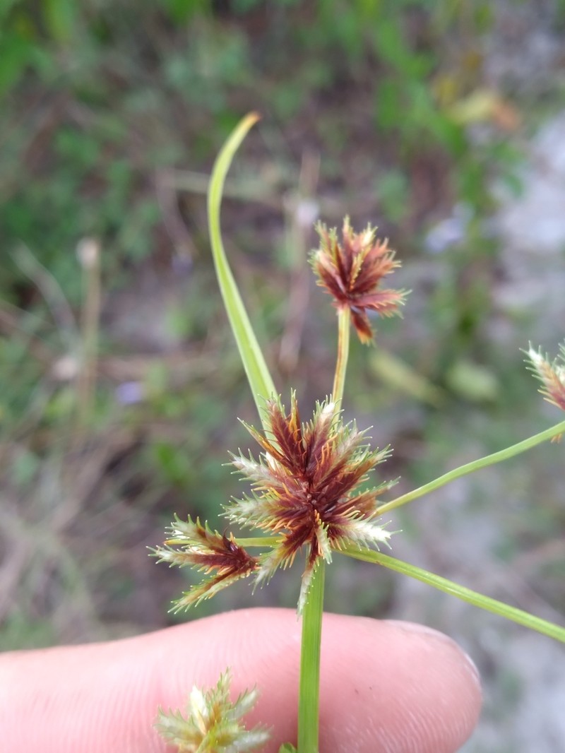 Bearded Flatsedge photo 3