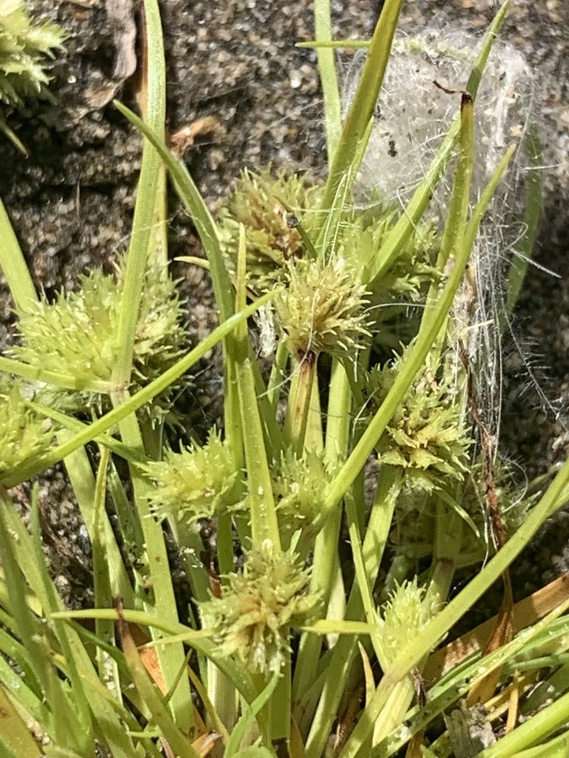 Bearded Flatsedge photo 4