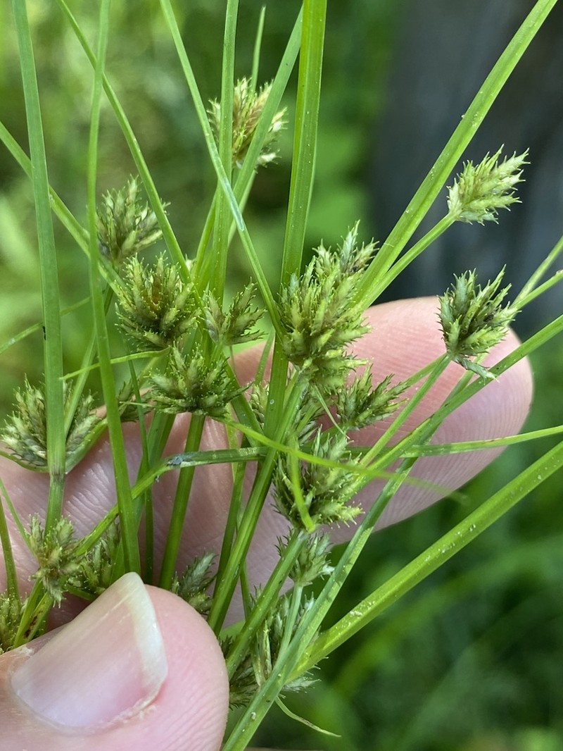 Bearded Flatsedge photo 5
