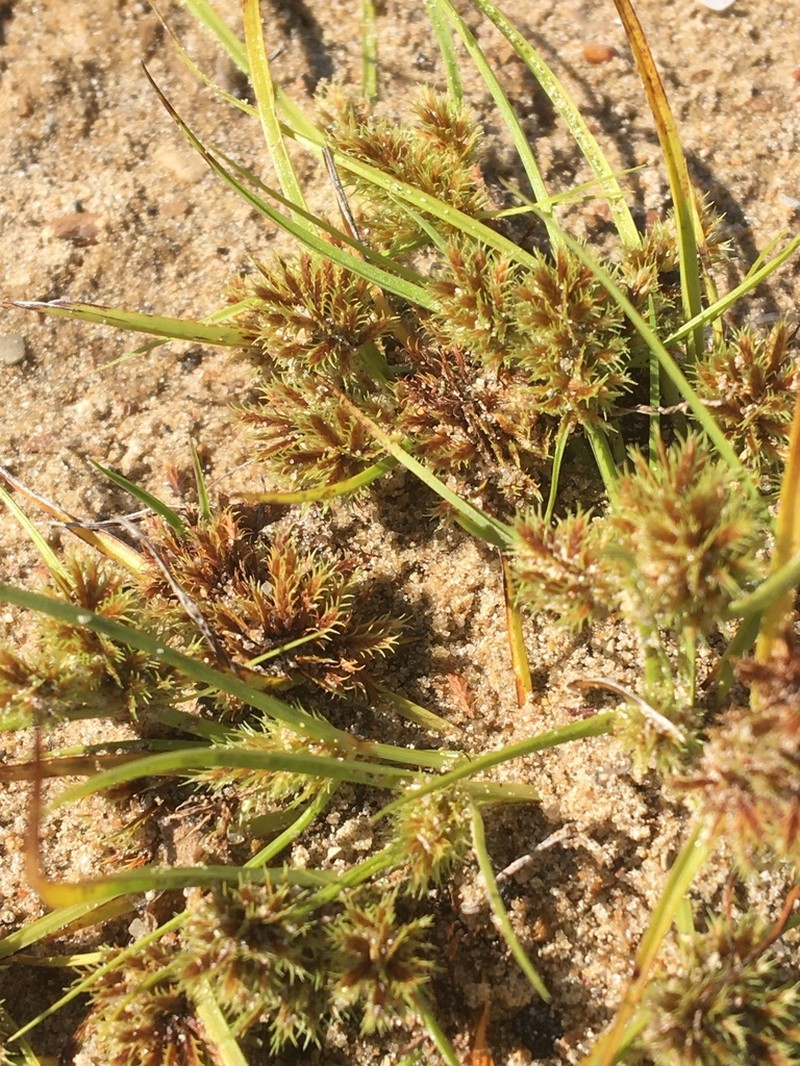 Bearded Flatsedge photo 7