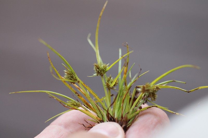 Bearded Flatsedge photo 8