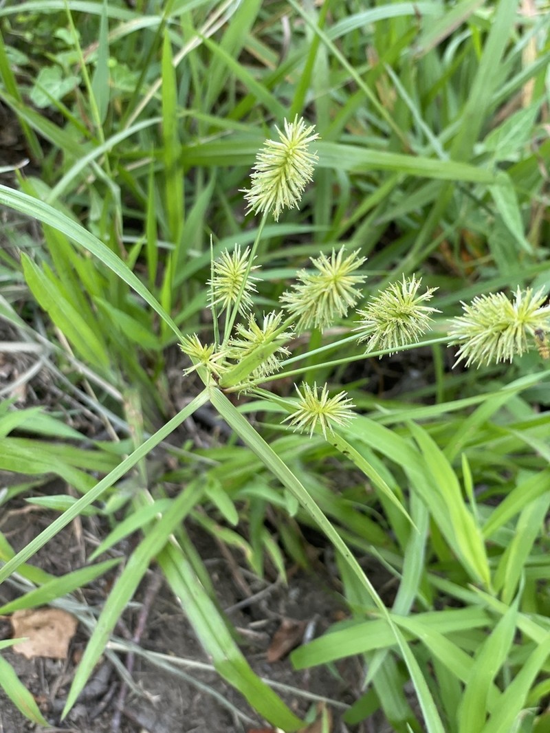 Strawcolored Flatsedge photo 2