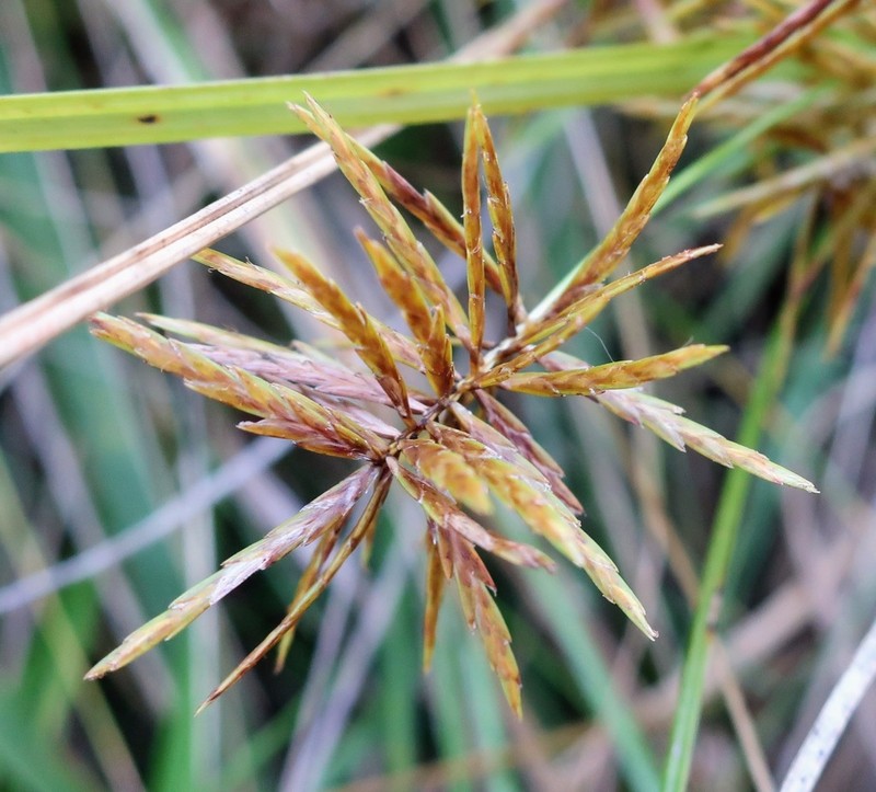 Strawcolored Flatsedge photo 3