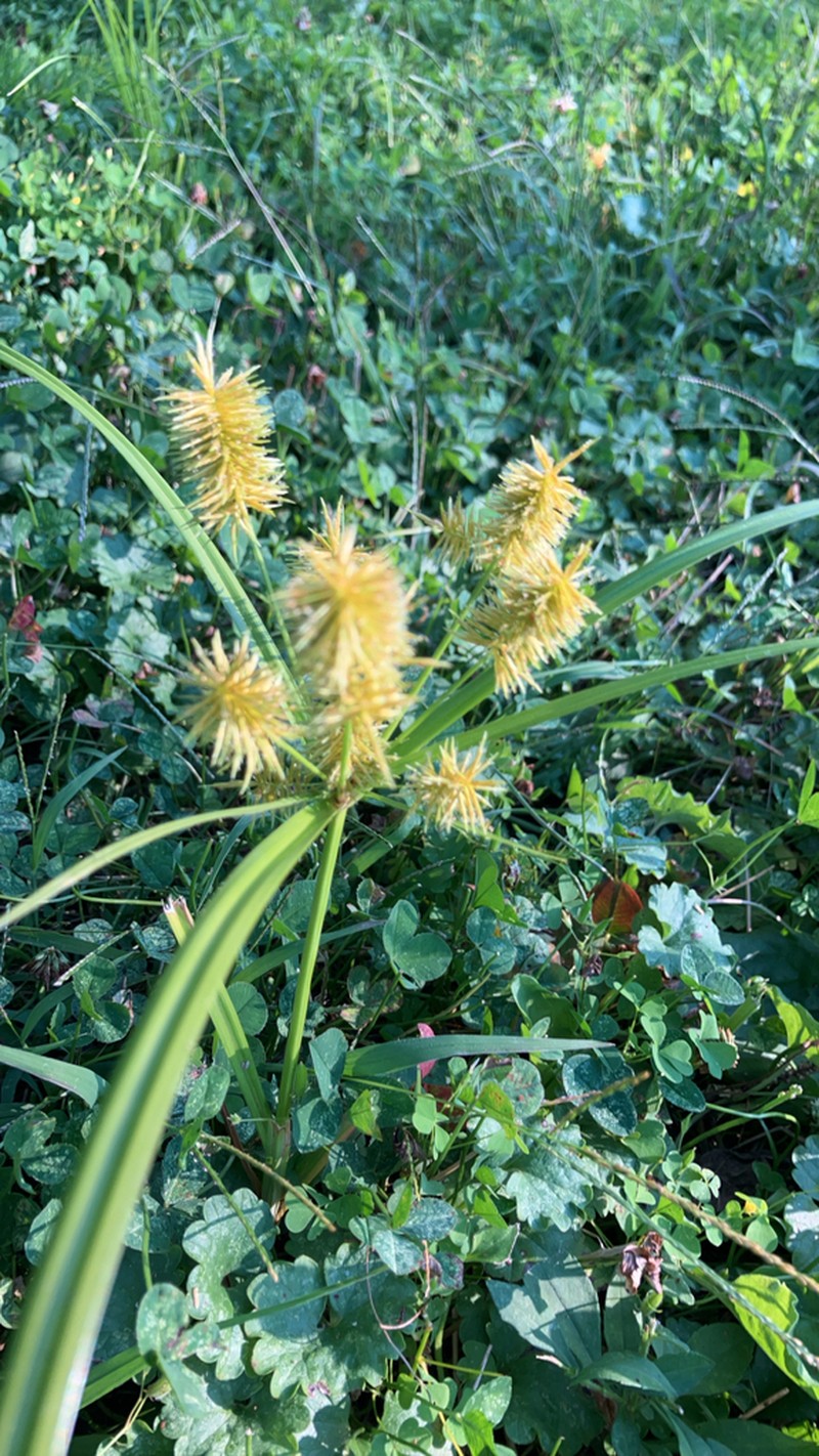 Strawcolored Flatsedge photo 4