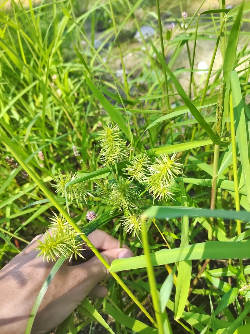 Strawcolored Flatsedge photo 5