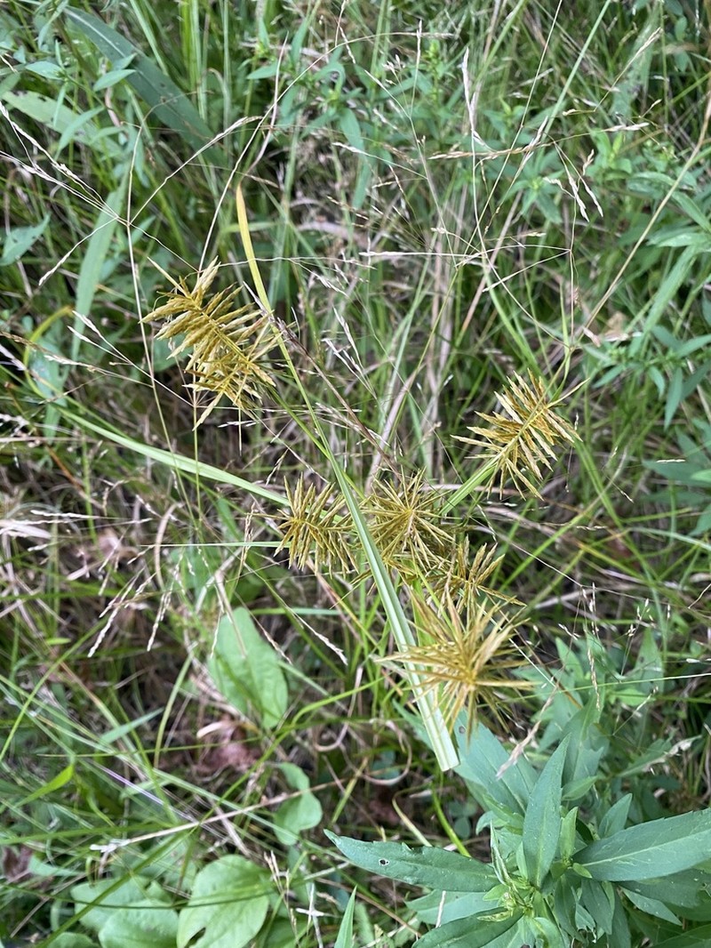 Strawcolored Flatsedge photo 6